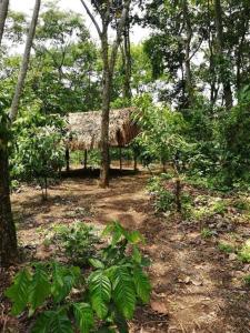 una cabaña en medio de un bosque con árboles en Casa de campo en reserva ecológica, en San Martín Zapotitlán