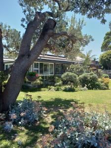 a house with a tree in the yard at Lakes Entrance Waterfront Cottages with King Beds in Lakes Entrance