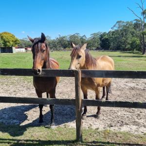two horses are standing next to a fence at Giyabwe Cottage in Macclesfield