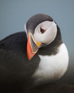 un primer plano de un pájaro puffino con un pico naranja en Christineborg Gjestehus Runde, en Runde