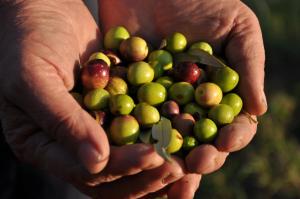 a person holding a bunch of different types of fruit at Istrian Embrace, KIŽIN House - Cozy apartments in Brezovica pri Gradinu