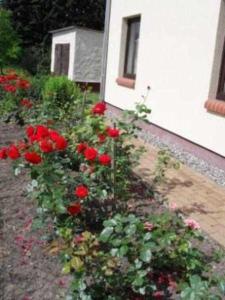 un jardín de rosas rojas junto a un edificio en Doppelhaushälfte in idyllischer Lage, separater Eingang en Reimershagen