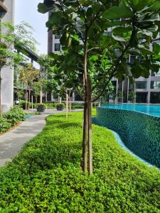 a tree in the grass next to a swimming pool at Cubic Botanical KL Bangsar Entire Unit Parking/Pool in Kuala Lumpur