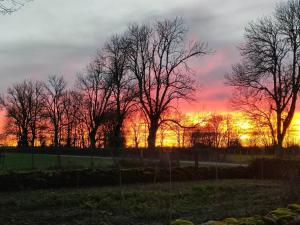 a group of trees with a sunset in the background at la ruée vers l'art 