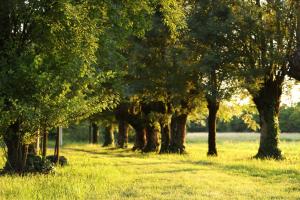 a row of trees in a field of grass at Wooden house and modern container in Lekneno, near Zagreb in Lekneno