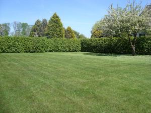 a large grassy yard with a tree and bushes at Ferienwohnung Zschornack in Wittichenau