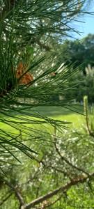 a close up of a pine tree branch at Garden Pypa in Vânătorii Mici