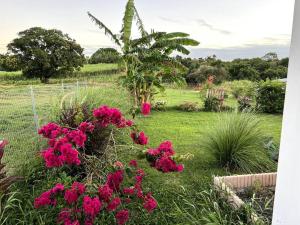 un jardín con flores rosas en la hierba en Jolie petite maison à la campagne, en Le Moule