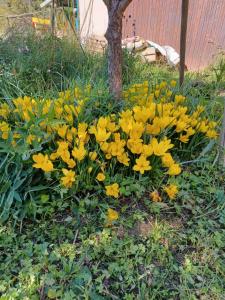a bunch of yellow flowers in front of a tree at Chambre calme et agréable in Replonges