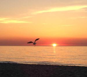 a bird flying over the ocean at sunset at Küstenwald - Ferienwohnung Seeigel in Müritz