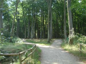 a path through a forest with a wooden fence at Küstenwald - Ferienzimmer kleiner Eikkater 8 in Müritz
