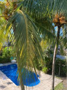 un palmier à côté d'une piscine bleue dans l'établissement Blue paradise Villa, à Triolet