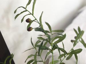 a plant with green leaves and berries on it at Daily Kost @Pontianak City Center in Siantan