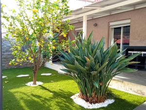 two plants in a yard with an orange tree at L'Albera in Argelès-sur-Mer