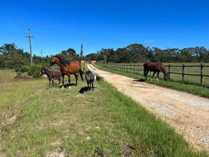 a group of horses standing on the side of a dirt road at Stoneridge farm in Plettenberg Bay