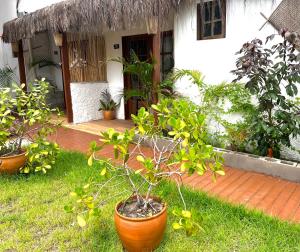 VILA LITORANEA Hotel外面的花园