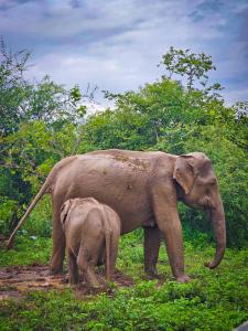 a baby elephant standing next to an adult elephant at River Edge Safari House in Udawalawe