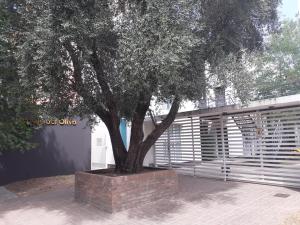 a tree in a brick planter next to a building at Departamento El Olivo con cochera in Santa Rosa