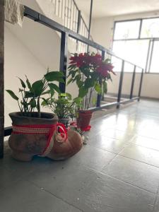 Fotografie z fotogalerie ubytování Vive Alegria Hostel v destinaci Puerto Vallarta