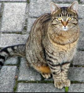 a cat sitting on a brick floor with yellow eyes at Bonita in Mostar