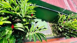 a group of plants and flowers next to a building at Hostal Nuevo Arenal downtown, private rooms with bathroom in Nuevo Arenal