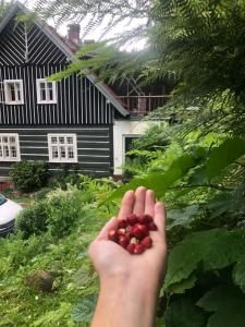 a hand holding berries in front of a house at Roubenka Volský Důl in Špindlerův Mlýn
