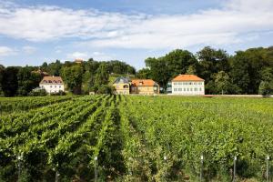 a field of crops with houses in the background at Weingut Haus Steinbach in Radebeul