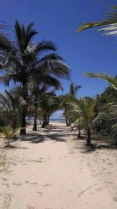uma fileira de palmeiras numa praia arenosa em Casinha da Nete (6 pessoas) em São Sebastião