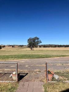 a field with a fence and a field with a tree at Gorgeous Country Woolshed in Loomberah