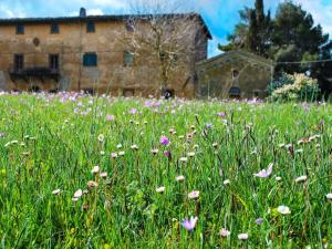 un campo de flores frente a un edificio en Belvilla by OYO Allodola, en Volterra