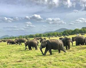 Altri animali domestici presso la stanza in casa privata o nei dintorni