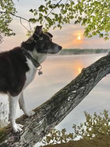 ein Hund, der auf einem Ast in der Nähe eines Wasserkörpers steht in der Unterkunft Nautilus: Floating Island Waterhouse in Monmouth