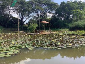 a pond with a gazebo and lily pads at Saikaew Resort in Chiang Rai