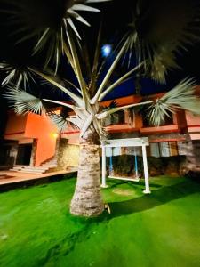 a palm tree on the grass in front of a building at KRISHNA HERITAGE RESORT in Badami