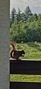 a squirrel walking on a wall near a window at Cozy Studio Retreat - completely renovated in a perfect location in Crans-Montana