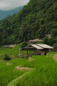a house in a field of grass with a mountain at บ้านพักชิปู ป่าบงเปียง in Ban Mae Pan Noi