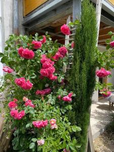 Une bande de roses roses dans un jardin dans l'établissement Albliebe am Rosenbühl, à Münsingen