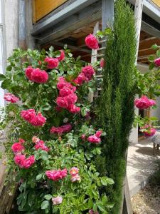 a bunch of pink roses in a garden at Albliebe am Rosenbühl in Münsingen