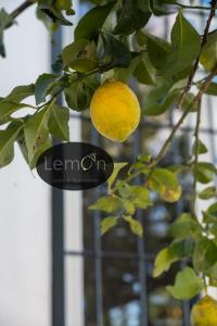 a lemon tree with two oranges hanging from it at LEMON SUITES APARTMENTS in Rome