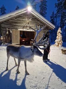 un renne debout dans la neige devant une cabine dans l'établissement Puolukkamaan Pirtit Cottages, à Lampsijärvi