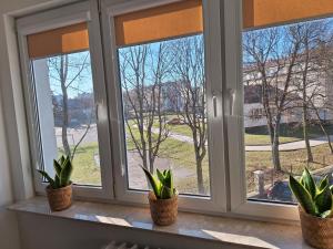 ein Fenster mit drei Topfpflanzen auf einem Fensterbrett in der Unterkunft MiniApart Grunwaldzka in Kielce