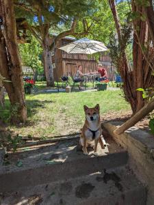 Domácí mazlíčci ubytovaní s hosty v ubytování H5 - Urlaubsmagie - Wohlfühloase mit Pool + 28 fotografií