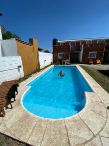 two dogs playing in a swimming pool at Cab,SE,1,2 in Villa Los Aromos