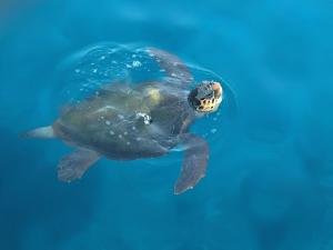 a green sea turtle swimming in the water at Patara Prince Hotel & Resort - Special Category in Kalkan