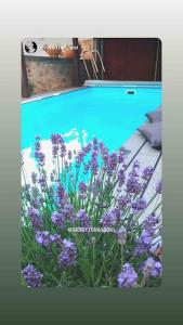 Πισίνα στο ή κοντά στο Einzimmerapartment mit Fass Sauna (und Pool) +5 φωτογραφίες