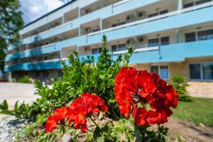 stos czerwonych kwiatów przed budynkiem w obiekcie Mera Holiday Resort w mieście Venus