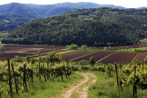 un camino de tierra en un viñedo con montañas en el fondo en Fattoria Le Vegre, en Arcugnano