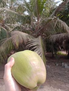 a hand holding a green onion in front of some palm trees at Beach and sunset villa in Mboro