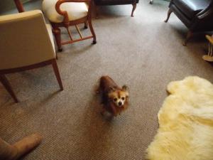 un perro pequeño tirado en el suelo en una sala de estar en The Rockley Hotel, en Blackpool