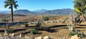 a desert with a palm tree and mountains in the background at Casa Ceratonia in Alora